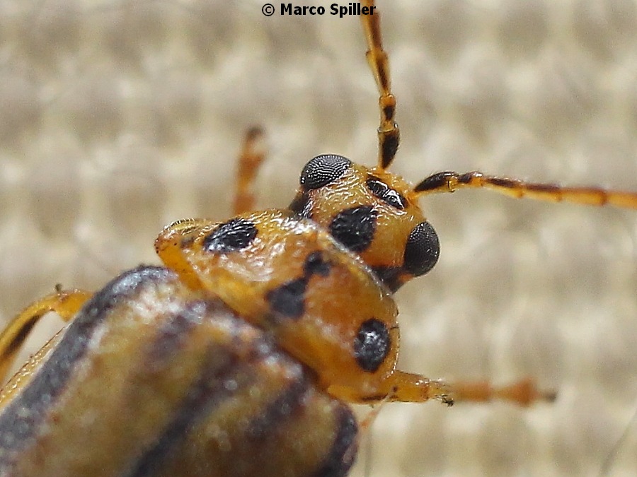 Xanthogaleruca luteola